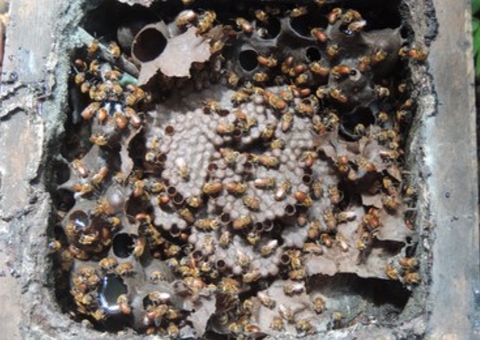 Manaus vai sediar maior evento de produtores de mel na Amazônia