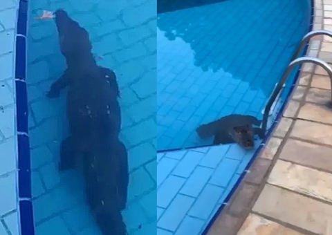 Vídeo mostra jacaré nadando em piscina de clube para se refrescar