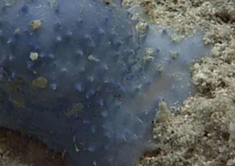 Criatura bizarra é encontrada em praia e choca pesquisadores