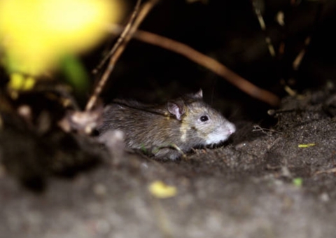 Menino de 11 anos morre por hantavirose após ser mordido por rato silvestre