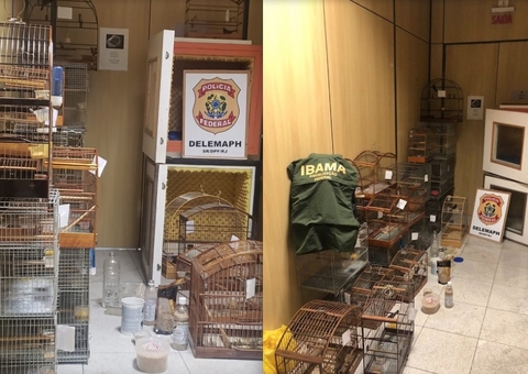 Homem é preso por manter 22 pássaros em cativeiro; aves treinavam canto para valorizar venda