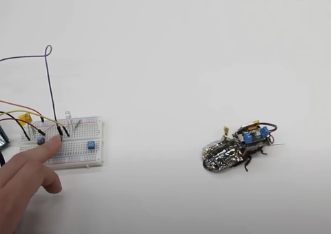 Cientistas criam baratas ciborgues para atuarem em áreas de desastres