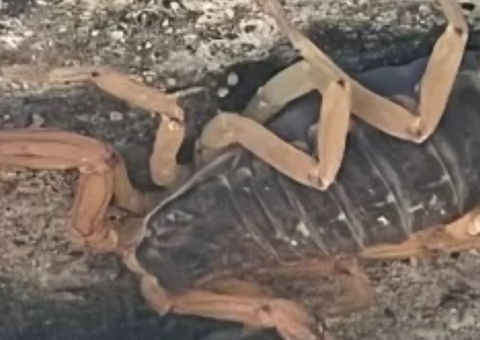 Escorpião mais venenoso do Brasil é encontrado próximo a creche