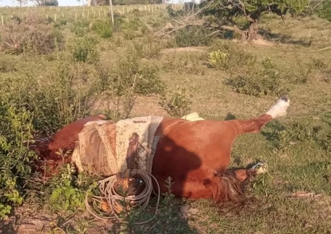 Trabalhador e cavalo morrem após serem atingidos por raio