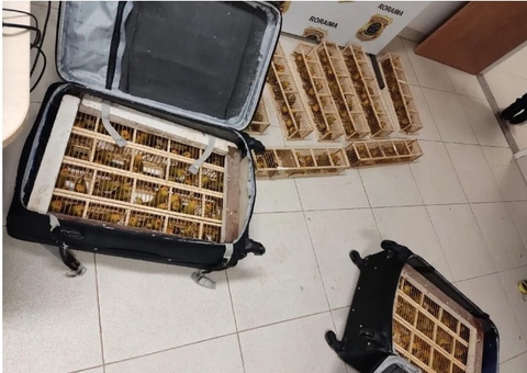 Homem é preso ao tentar embarcar em voo com 235 canários escondidos em malas
