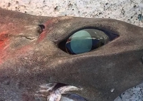 Com sorriso quase ‘humano’, tubarão bizarro é encontrado por pescador