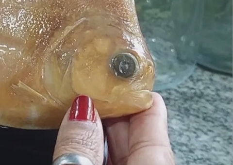 Piranha com ‘pintas de onça' é descoberta na Amazônia e batizada de Juma