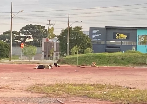 Homem é achado morto e polícia suspeita de ataque de cães em massa