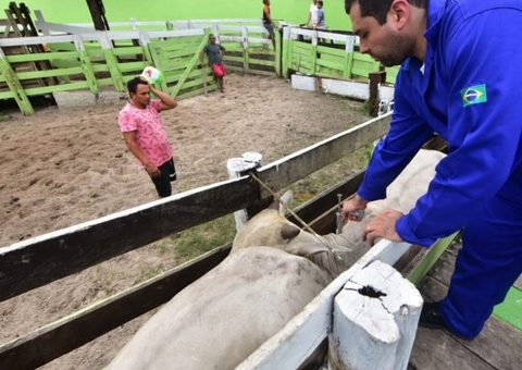 Campanha contra febre aftosa é prorrogada pela 2ª vez no Amazonas por escassez de vacinas