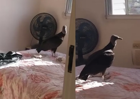 Urubu invade casa e deixa 'presente' desagradável na cama de tiktoker