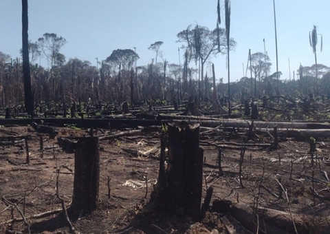 Prefeito é acusado de desmatar área de preservação permanente no Amazonas