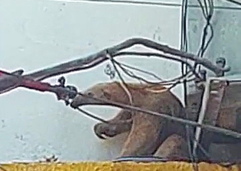 Vídeo: Tamanduá é encontrado escondido em ar-condicionado em Manaus