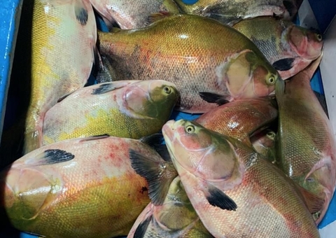 Idam inicia construção do Acordo de Pesca de Juruá