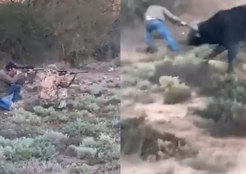 Caçador atira em búfalo e morre ao levar chifradas do animal; vídeo