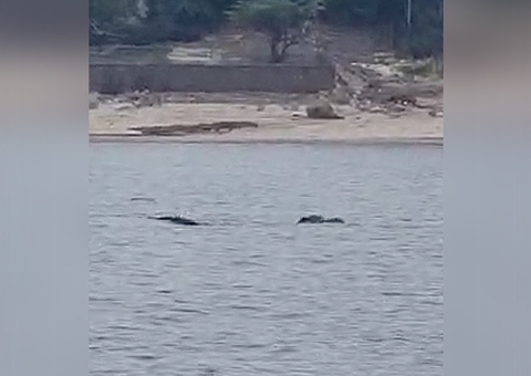 Jacaré gigante é flagrado nadando na praia da Ponta Negra; vídeo