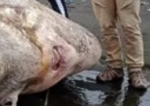 Peixe-lua gigante com quase 3 toneladas é encontrado em arquipélago; veja