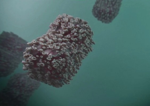 Amazonas chega a 181 casos confirmados de Varíola dos Macacos