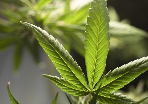 Pacientes protestam contra restrição do CFM para uso médico da maconha