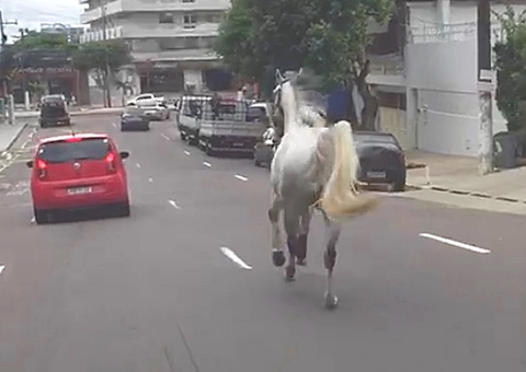 Cavalo é flagrado entre carros pelas ruas de Manaus; vídeo