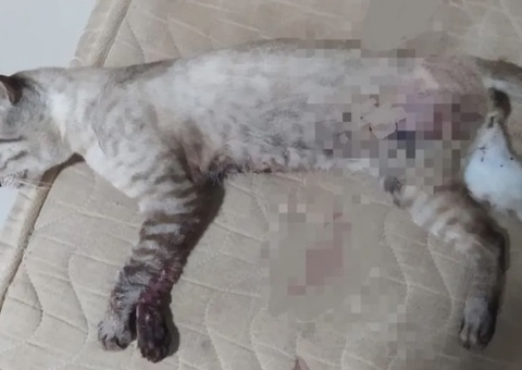 Homem tenta matar ex, mas acerta criança de 11 anos e gato de estimação