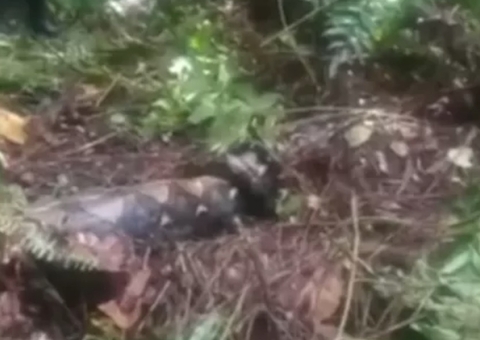 Mulher desaparecida é encontrada morta dentro de cobra de 7 metros 