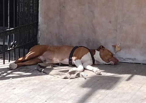 Pitbull grávida que sofria maus-tratos de dono é resgatada