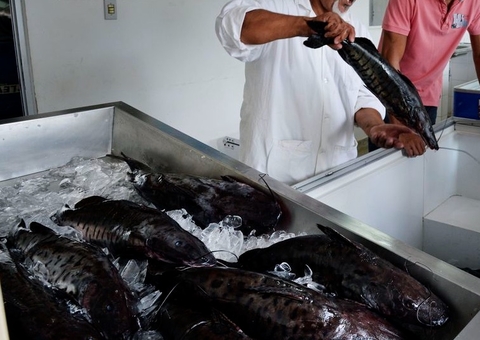 Casos de urina preta sobem para 106 no Amazonas