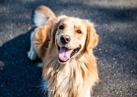 Família transforma cachorro morto em tapete e gera polêmica