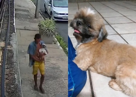Vídeo: cachorro da raça Shih tzu é furtado de casa e vendido por R$ 10