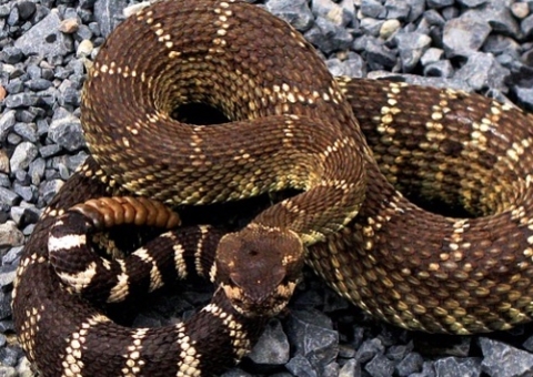 Cobra venenosa morre após ser mordida por garoto de 8 anos