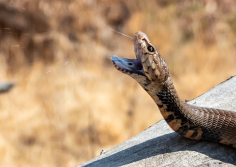 Menino de 12 anos mata cobra a dentadas após ser atacado