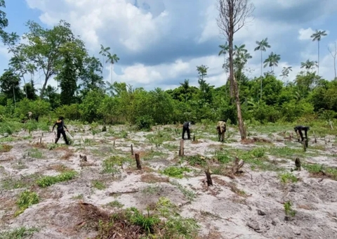130 mil pés de maconha são destruídos pela PF em terra indígena no Pará