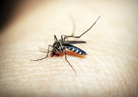 Focos de dengue aumentam com chegada do inverno amazônico