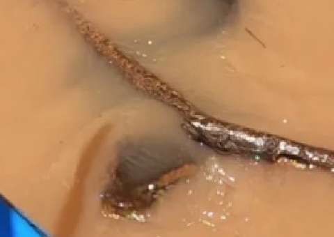 Com 'barriga cheia', sucuri gigante assusta pescadores; veja vídeo