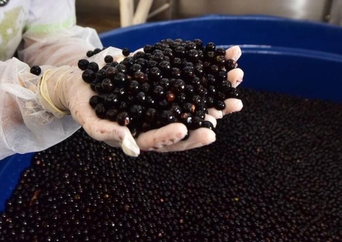Projeto na Câmara quer evitar que empresas estrangeiras 'roubem' açaí do Brasil