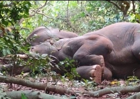 Elefantes são encontrados 'bêbados' após tomarem licor indiano; vídeo