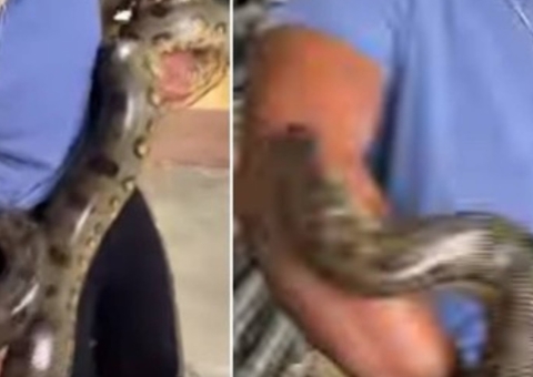 Homem é picado várias vezes por sucuri e continua segurando a cobra; vídeo