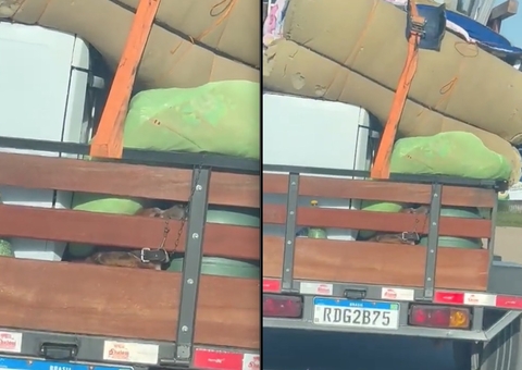 Cachorro é transportado debaixo de mudança e vídeo de maus-tratos viraliza