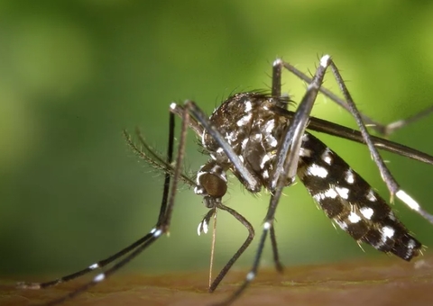 Adolescentes vão participar de teste de vacina contra Chikungunya