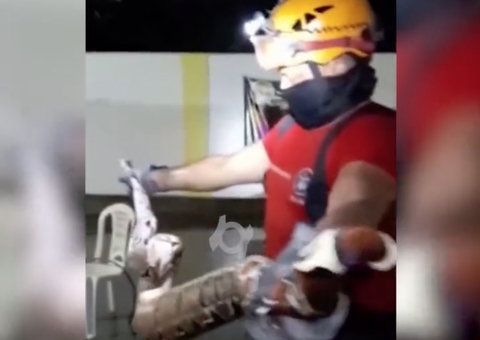 Jiboia de 2 metros invade casa em Manaus; vídeo