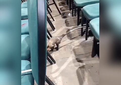 Mucura invade aulão no Studio 5 em Manaus; vídeo