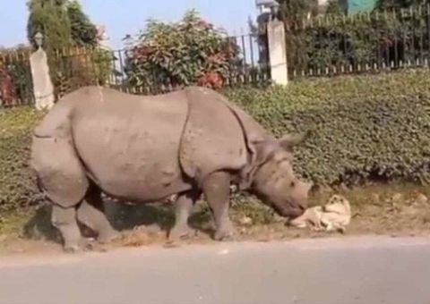 Cachorro corre assustado ao ser acordado por rinoceronte e diverte a web; veja vídeo