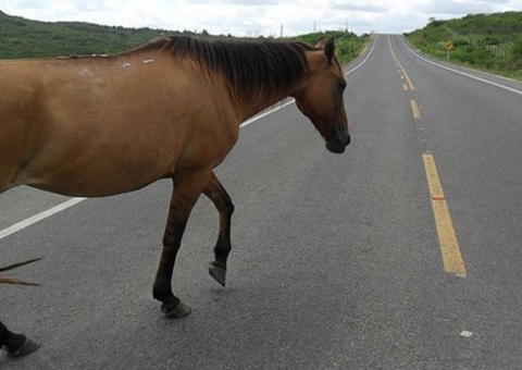 Dnit é condenado a indenizar mulher que perdeu marido em acidente com cavalo em rodovia federal