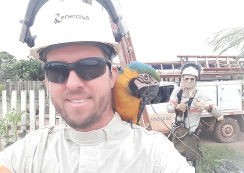 Arara-canindé vira atração ao inspecionar eletricistas em serviço