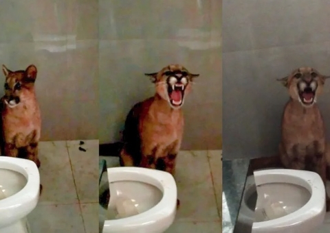 Dona de casa se desespera ao ir ao banheiro e encontrar onça ao lado de vaso