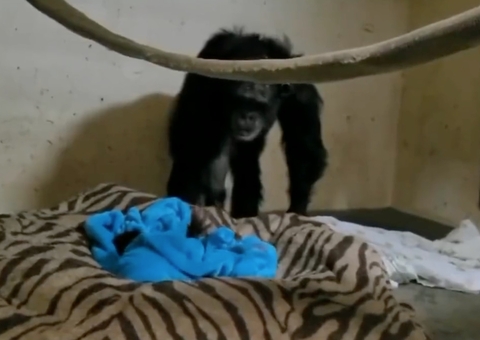 Mamãe chimpanzé reconhece filhote 2 dias após cesária e reencontro é emocionante; vídeo
