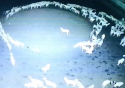 Ovelhas intrigam ao andar em círculos durante 12 dias em fazenda; vídeo impressionante