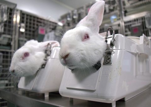 Comissão do Senado aprova proibição do uso de animais em pesquisas e testes de cosméticos