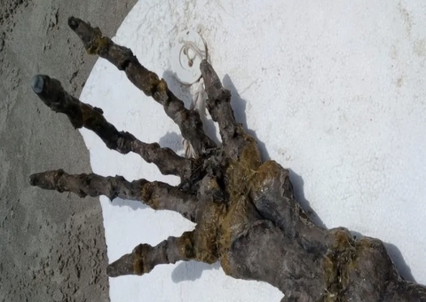 Alienígena? Mão gigante é encontrada em praia e origem intriga web