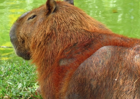 Homem afirma que matou funcionário ao confundi-lo com paca